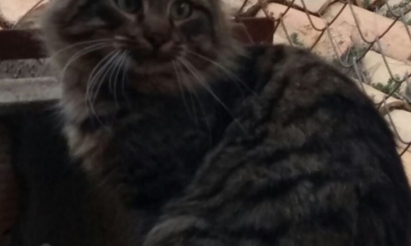 SANDRO GATO EN ADOPCIÓN