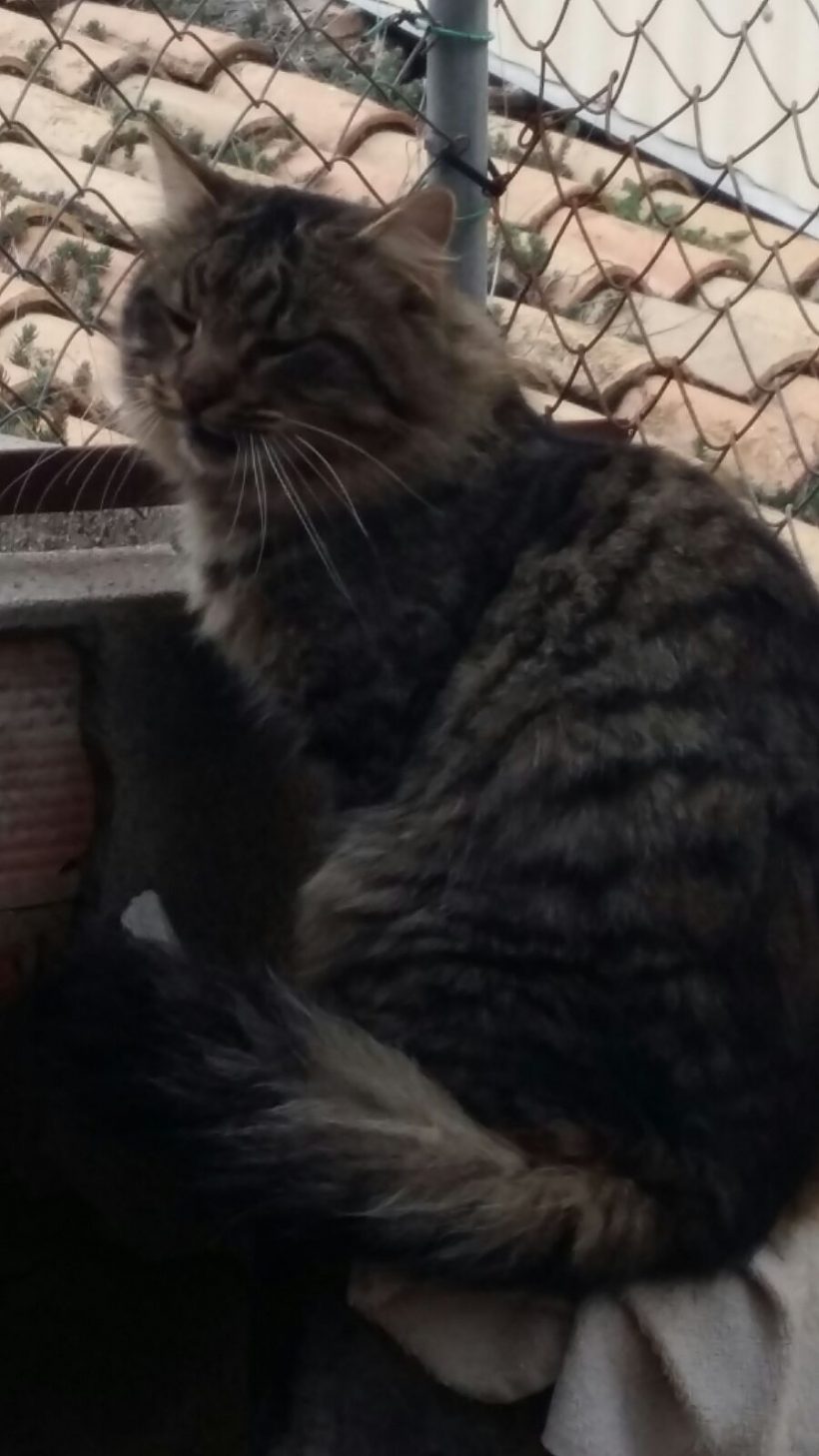 SANDRO GATO EN ADOPCIÓN