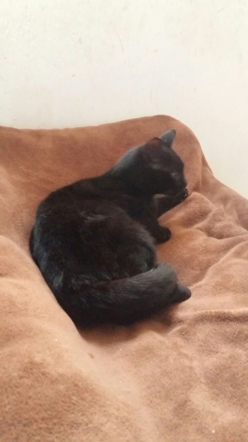 SOMBRA GATO EN ADOPCION SOMBRA GATO EN ADOPCION