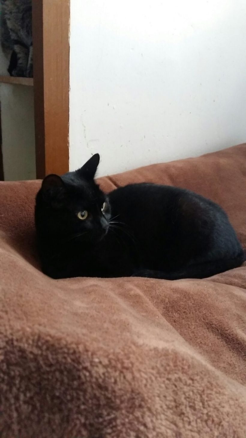 SOMBRA GATO EN ADOPCION SOMBRA GATO EN ADOPCION