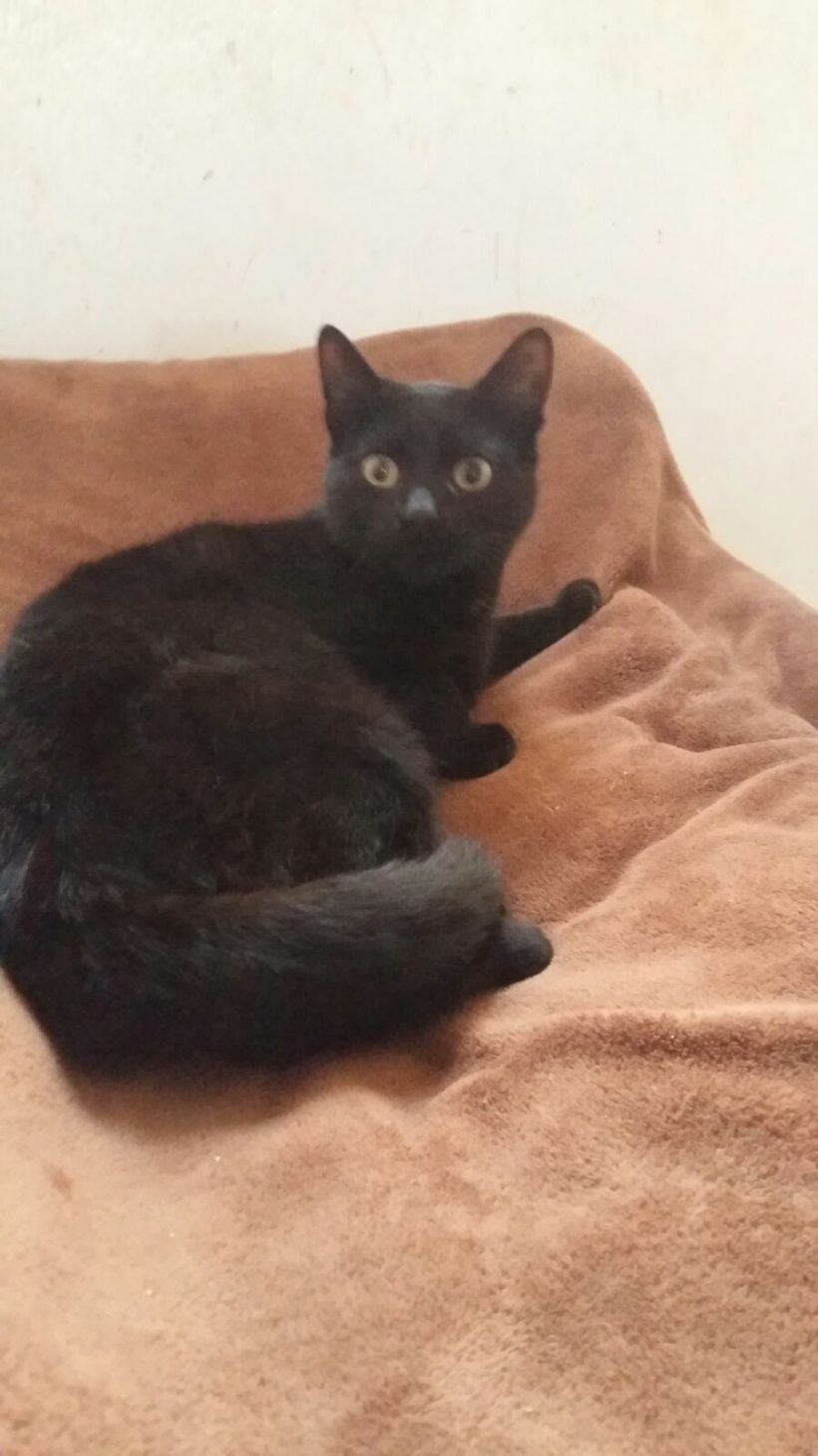 SOMBRA GATO EN ADOPCION SOMBRA GATO EN ADOPCION