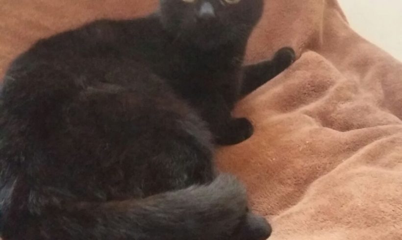 SOMBRA GATO EN ADOPCION