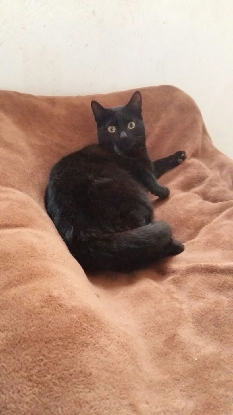 SOMBRA GATO EN ADOPCION SOMBRA GATO EN ADOPCION