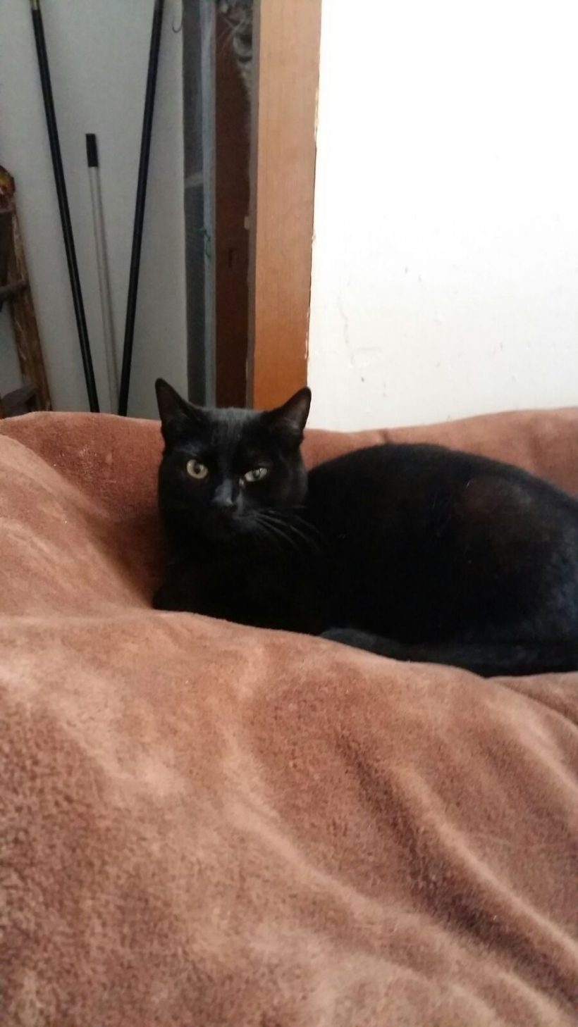 SOMBRA GATO EN ADOPCION SOMBRA GATO EN ADOPCION