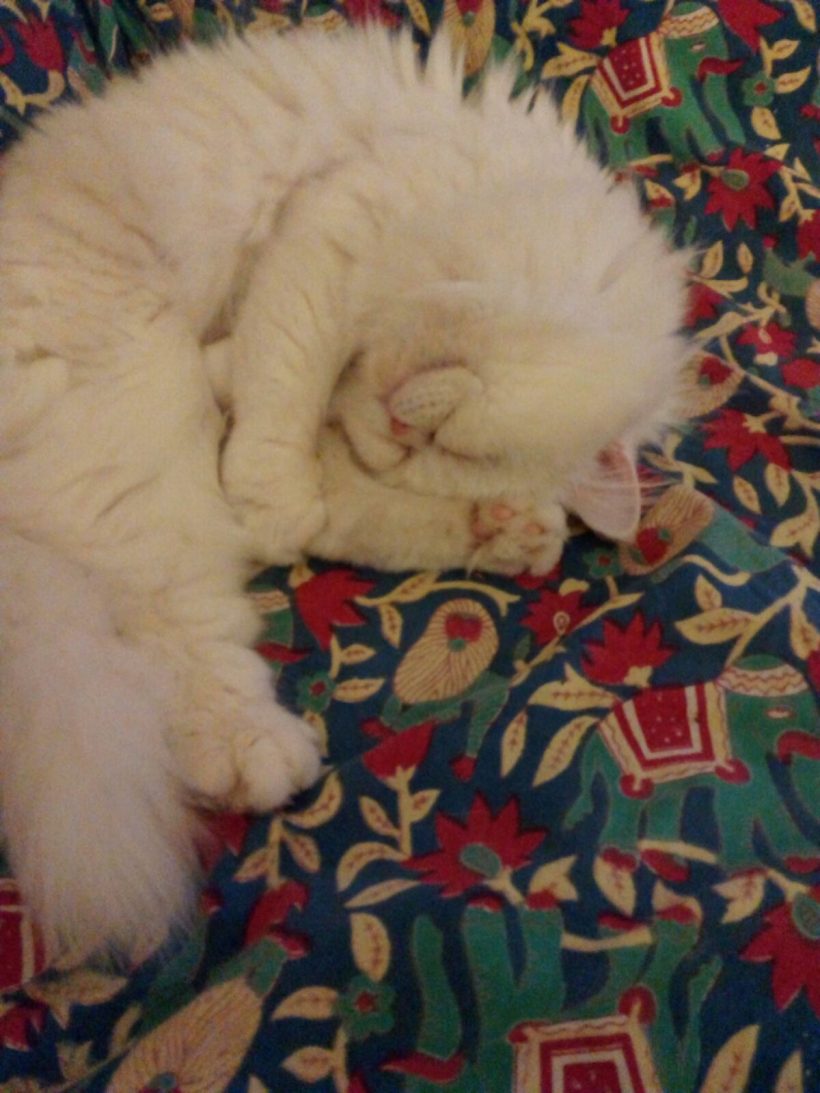 TAPIA GATO EN ADOPCION TAPIA GATO EN ADOPCION