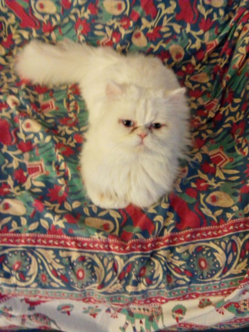 TAPIA GATO EN ADOPCION TAPIA GATO EN ADOPCION