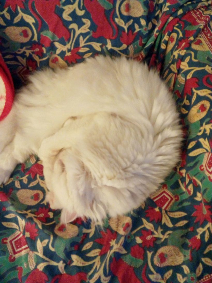 TAPIA GATO EN ADOPCION TAPIA GATO EN ADOPCION