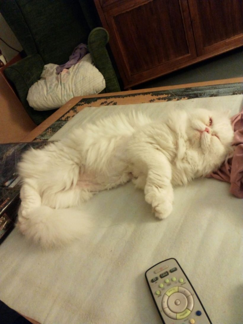 TAPIA GATO EN ADOPCION TAPIA GATO EN ADOPCION