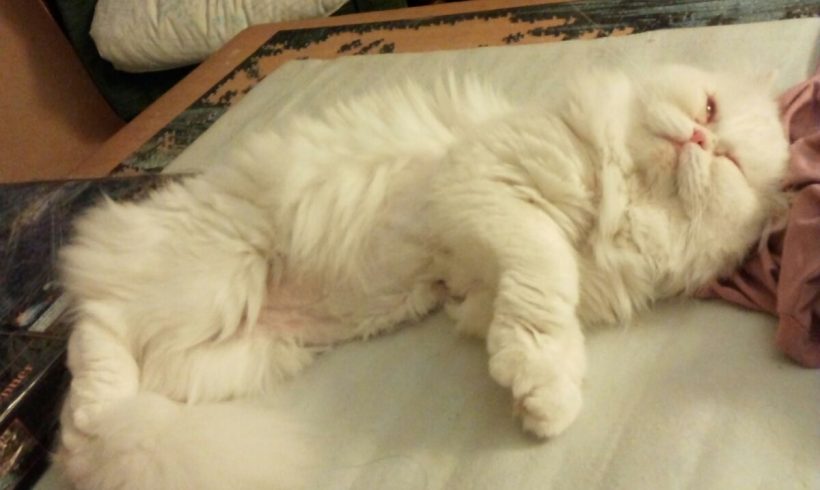 TAPIA GATO EN ADOPCION