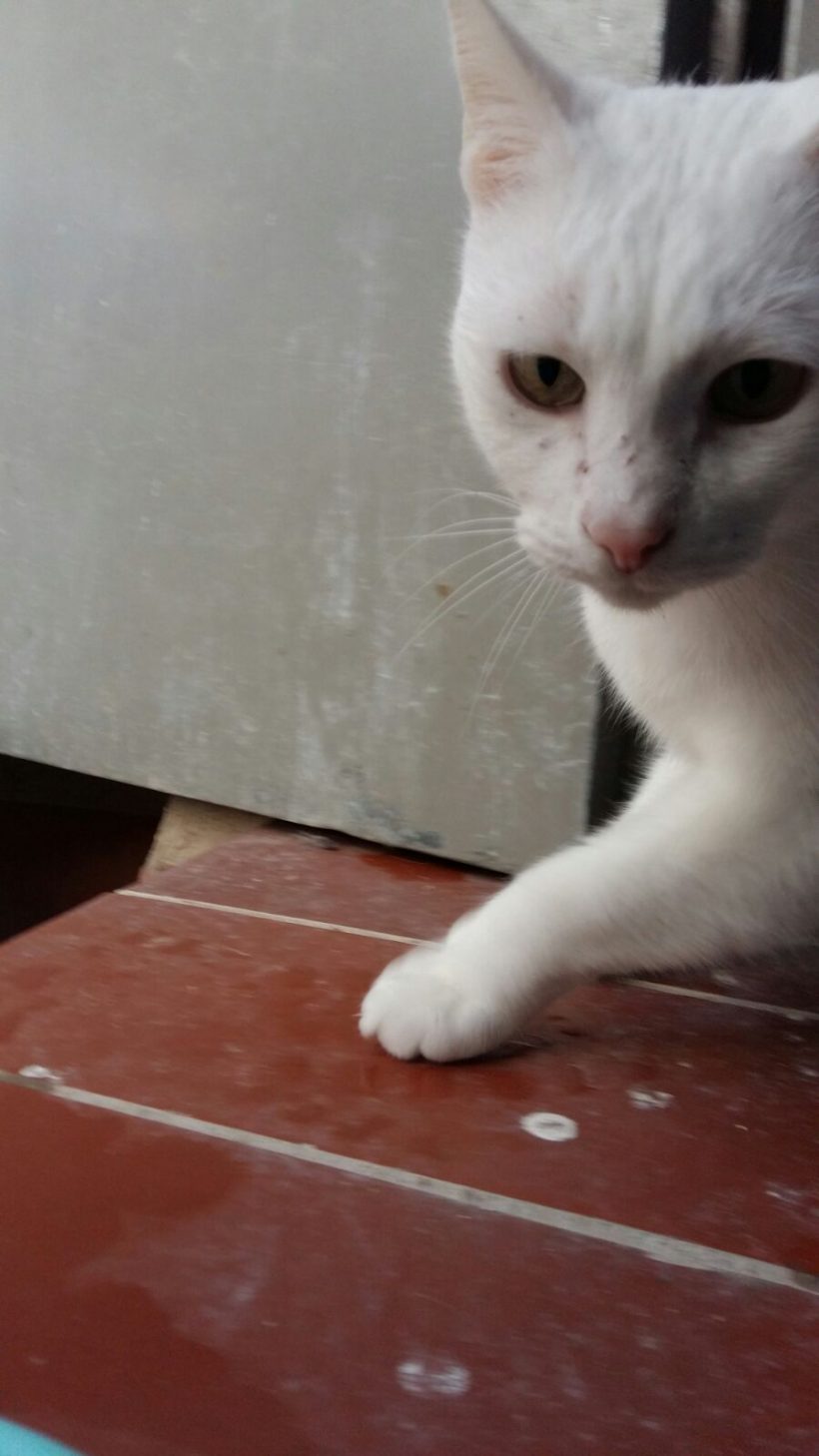 VILCHES GATO EN ADOPCION VILCHES GATO EN ADOPCION