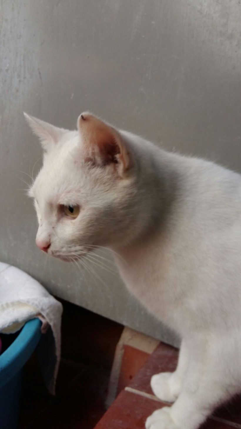VILCHES GATO EN ADOPCION VILCHES GATO EN ADOPCION