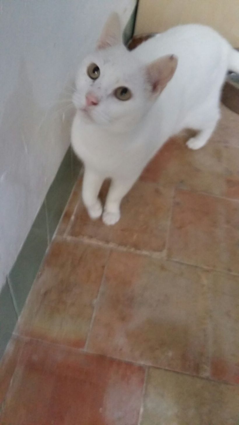 VILCHES GATO EN ADOPCION VILCHES GATO EN ADOPCION