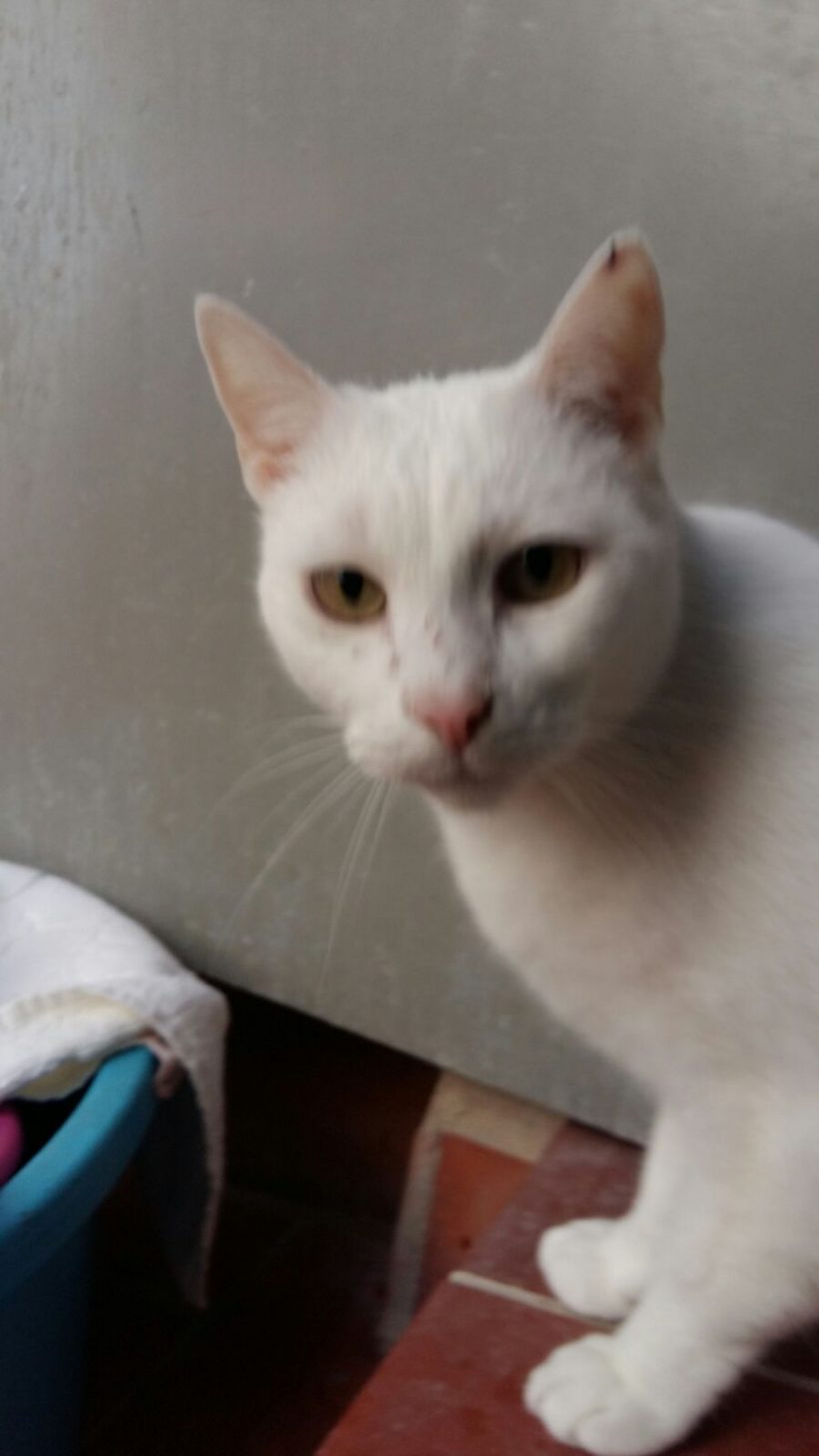 VILCHES GATO EN ADOPCION VILCHES GATO EN ADOPCION