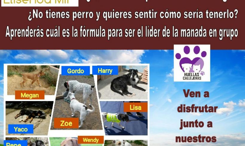 JORNADAS CANINAS DE ADOPCIÓN