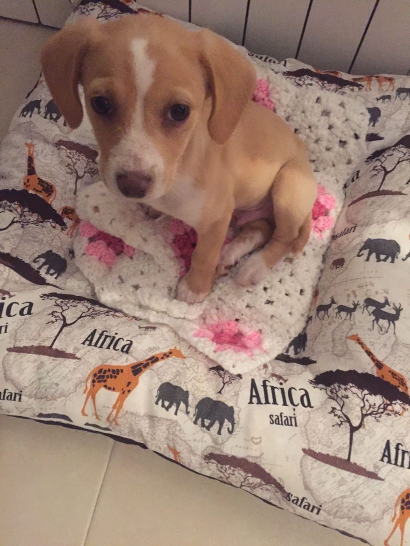 BOB EN ADOPCIÓN BOB EN ADOPCIÓN