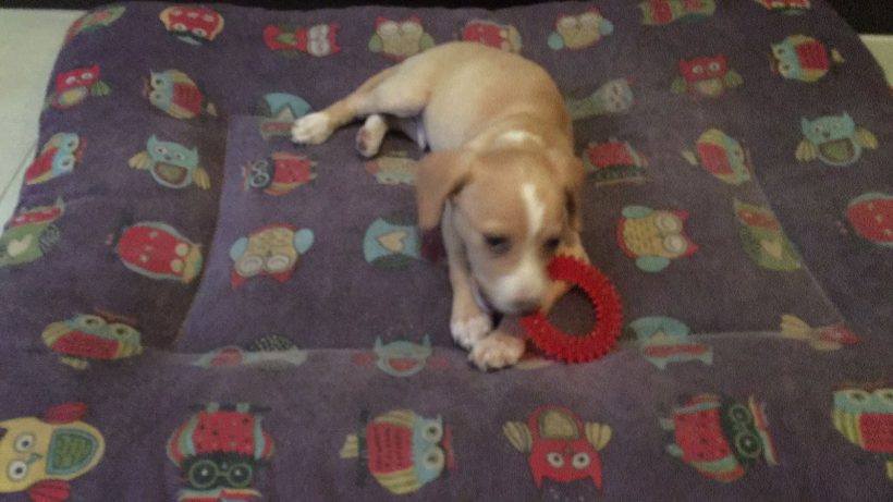 BOB EN ADOPCIÓN BOB EN ADOPCIÓN