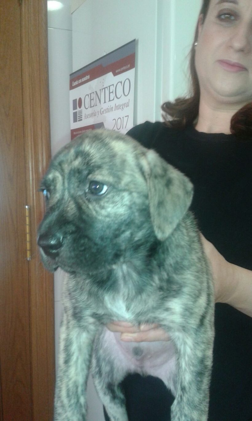 CACHORRO EN ADOPCIÓN CACHORRO EN ADOPCIÓN