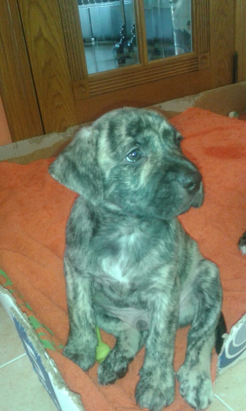 CACHORRO EN ADOPCIÓN CACHORRO EN ADOPCIÓN