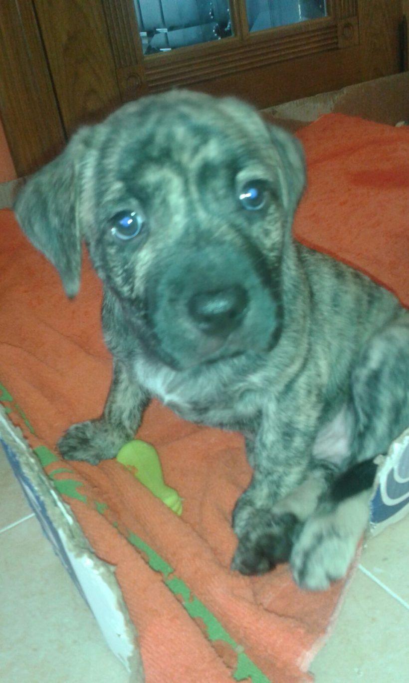 CACHORRO EN ADOPCIÓN CACHORRO EN ADOPCIÓN