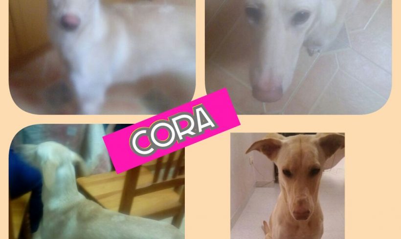 CORA