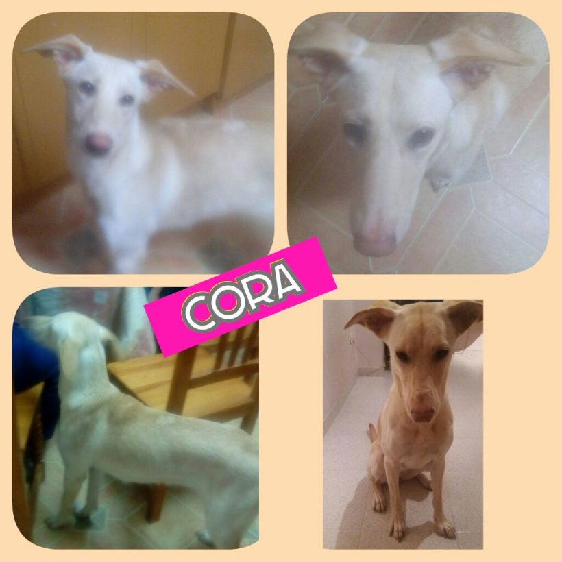 CORA