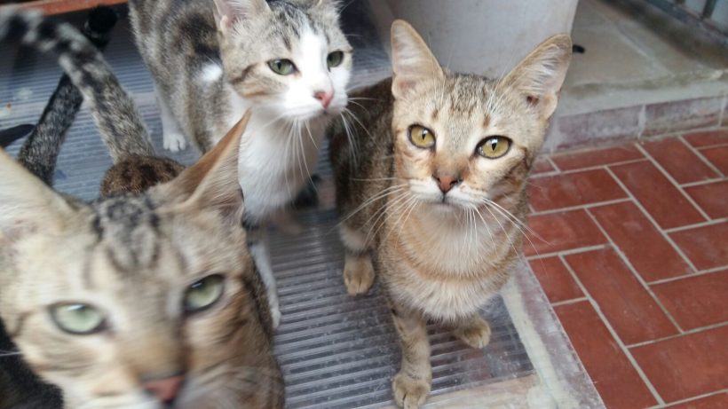 GATOS JÓVENES