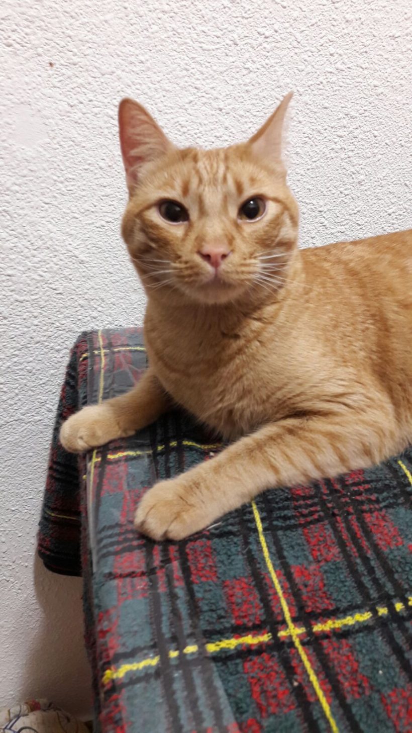 JULIO Y CHANEL JULIO Y CHANEL