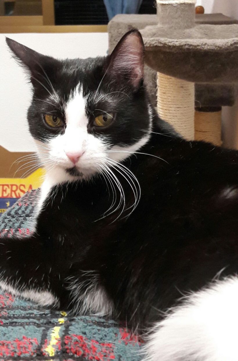 JULIO Y CHANEL JULIO Y CHANEL