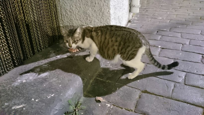 GATAS PREÑADAS URGE ACOGIDA