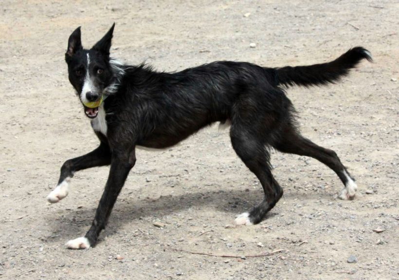 APADRINAR – EL COLEGIO LICEO APADRINA A HARRY