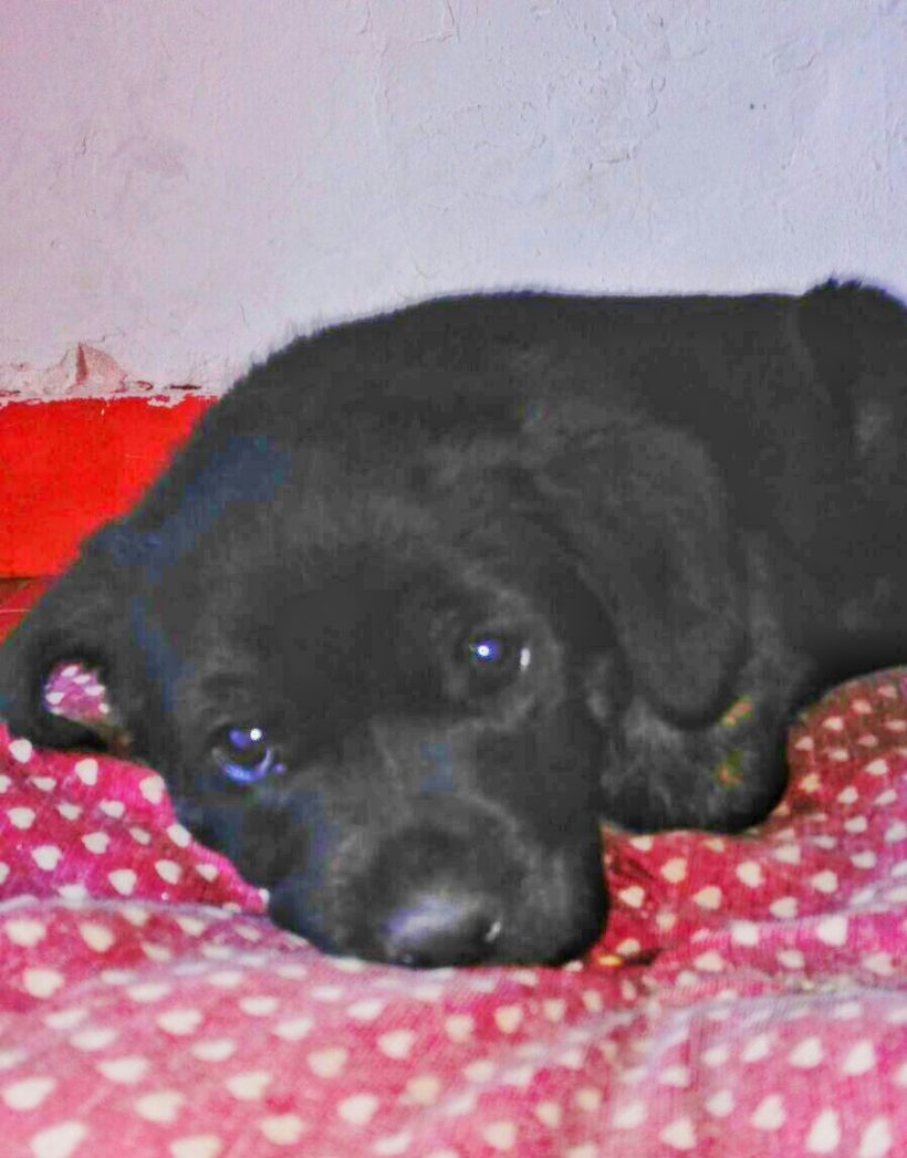 CACHORROS EN ADOPCIÓN