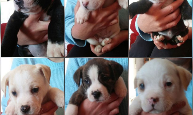 CACHORROS CRUCE AMERICAN STANFORD