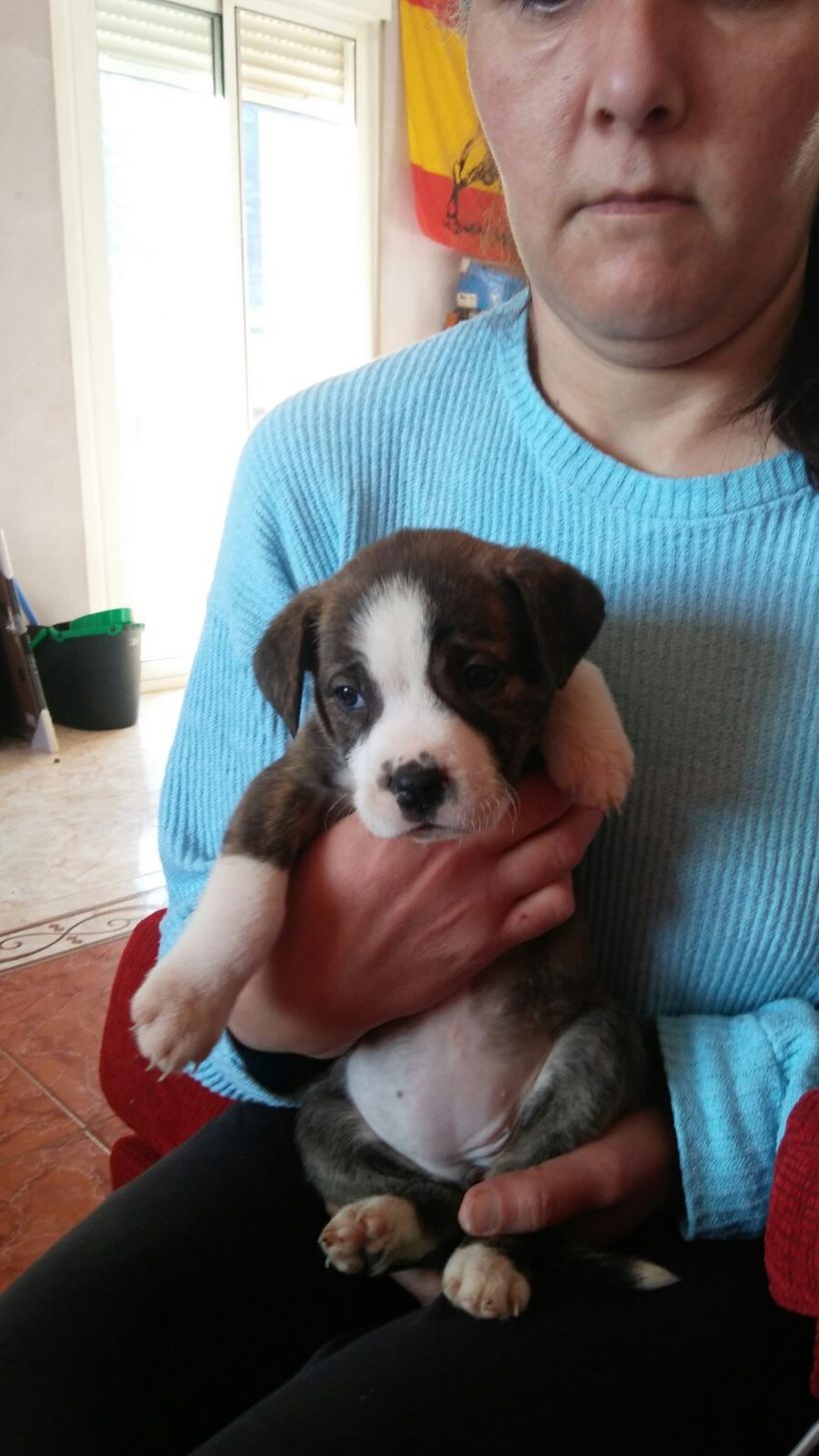 CACHORROS CRUCE AMERICAN STANFORD