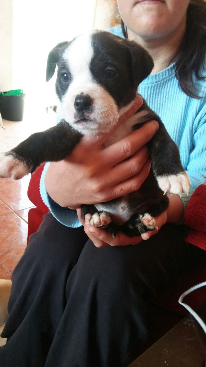 CACHORROS CRUCE AMERICAN STANFORD