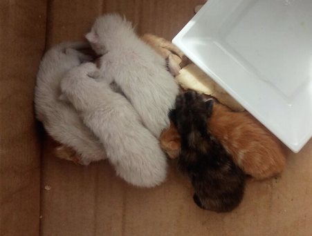 CÓMO AYUDAR A UNA CAMADA DE BEBÉS GATITOS