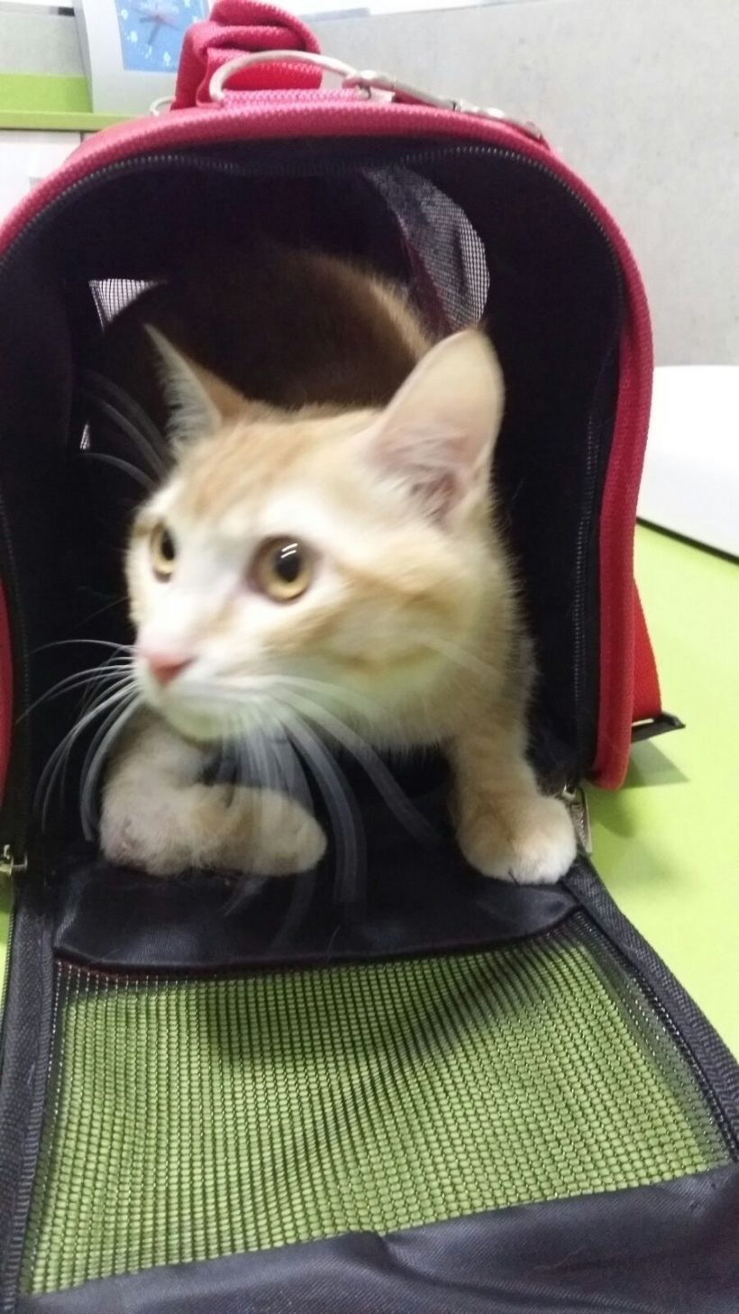 BARBARROJA BARBARROJA