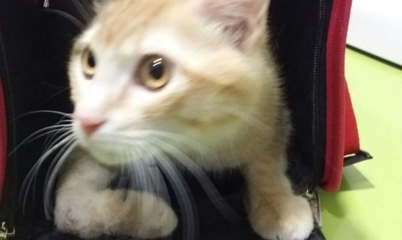 BARBARROJA BARBARROJA