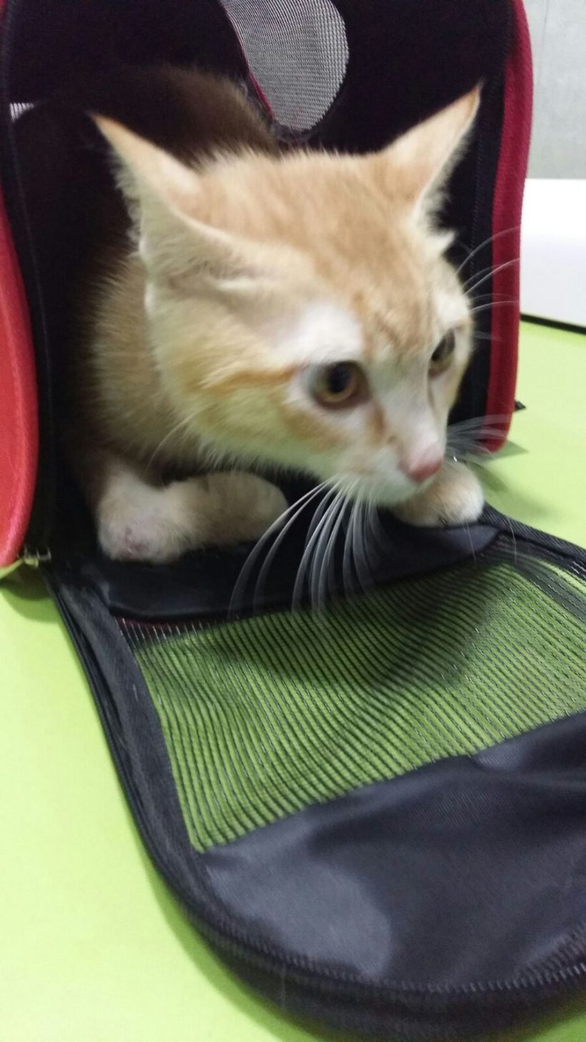 BARBARROJA BARBARROJA