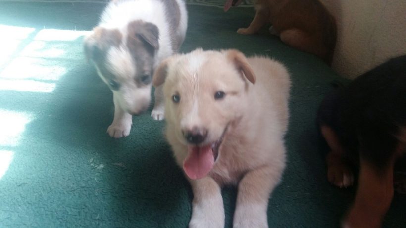 CACHORROS Y MAMI CACHORROS Y MAMI