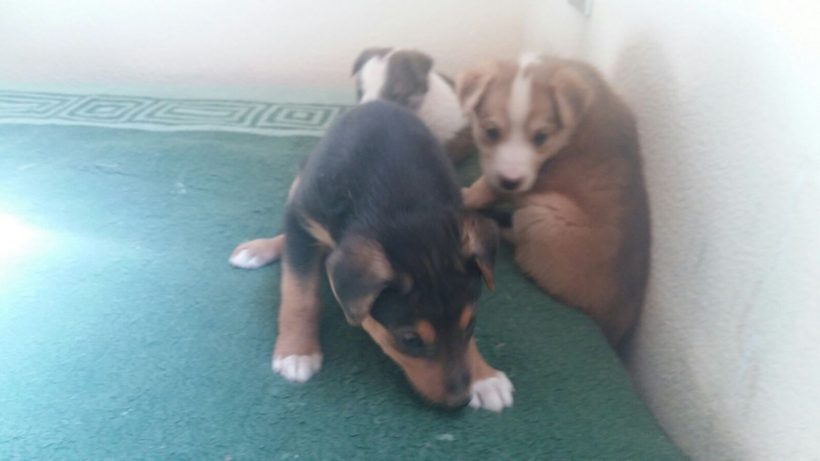 CACHORROS Y MAMI CACHORROS Y MAMI