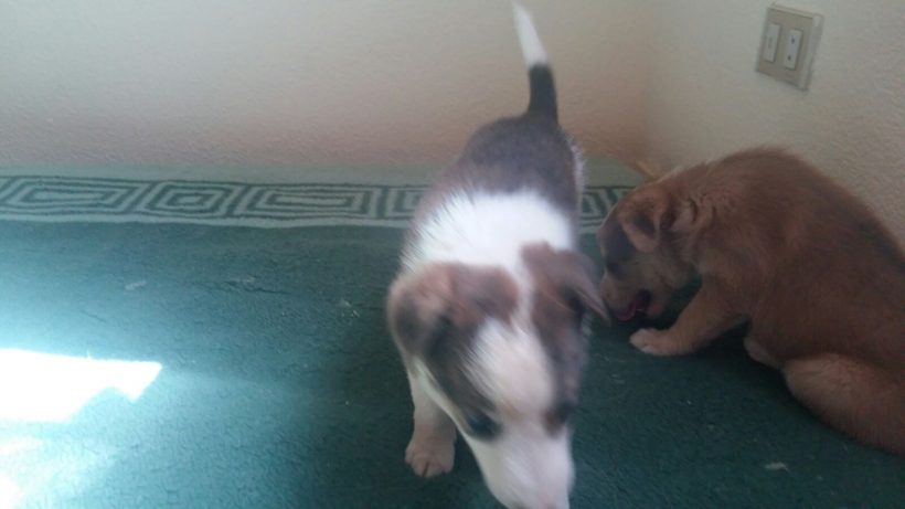 CACHORROS Y MAMI CACHORROS Y MAMI