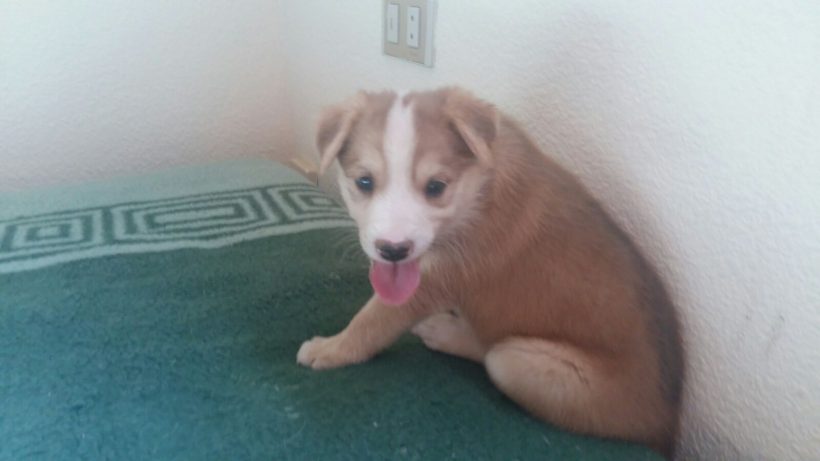 CACHORROS Y MAMI CACHORROS Y MAMI