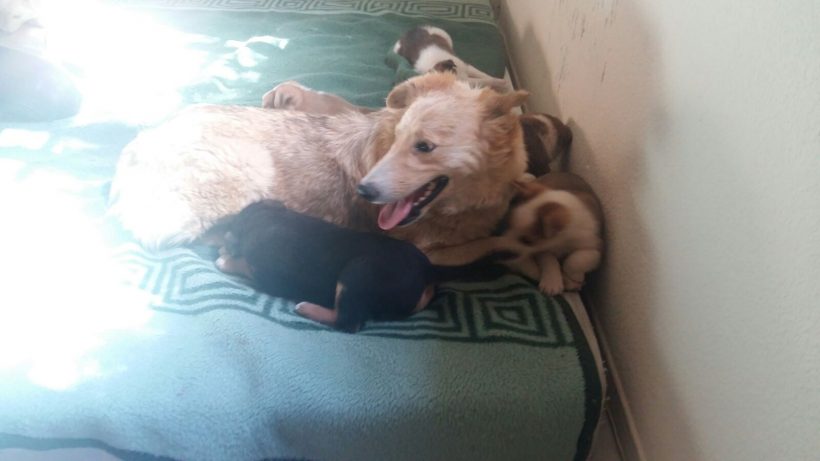 CACHORROS Y MAMI CACHORROS Y MAMI