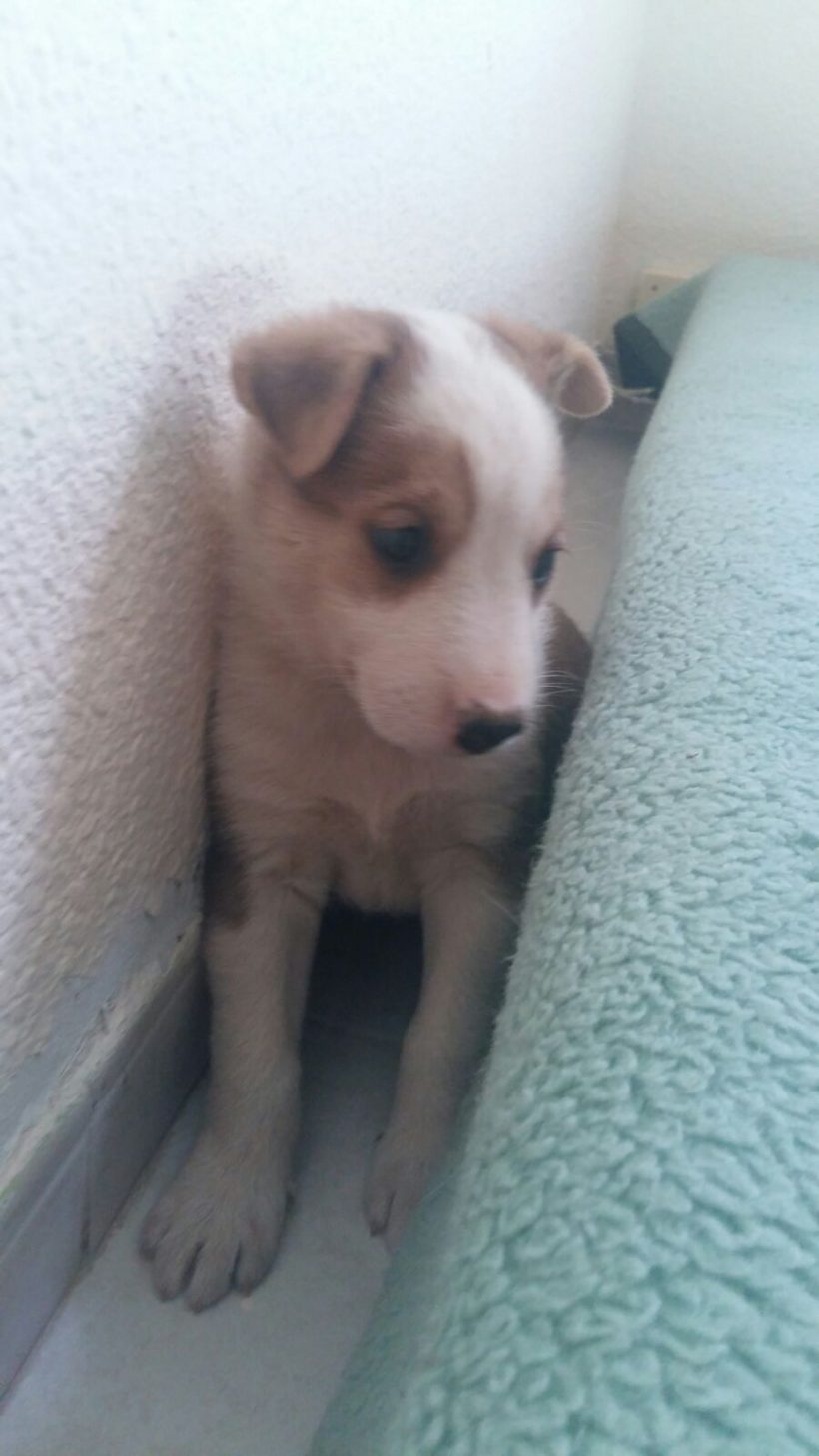 CACHORROS Y MAMI CACHORROS Y MAMI