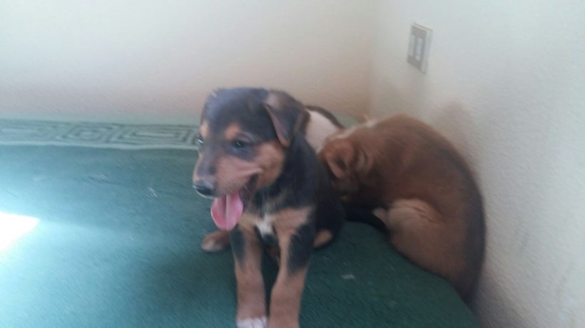 CACHORROS Y MAMI CACHORROS Y MAMI