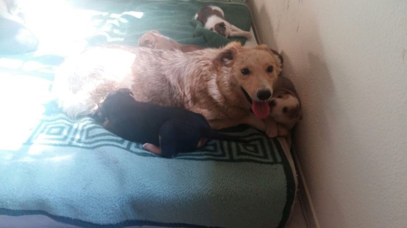 CACHORROS Y MAMI CACHORROS Y MAMI