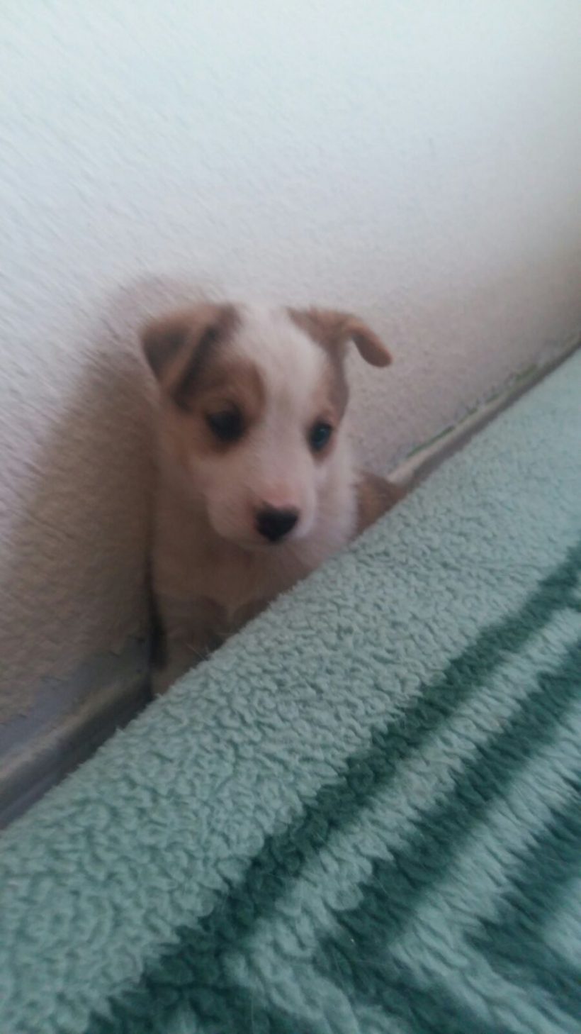 CACHORROS Y MAMI CACHORROS Y MAMI