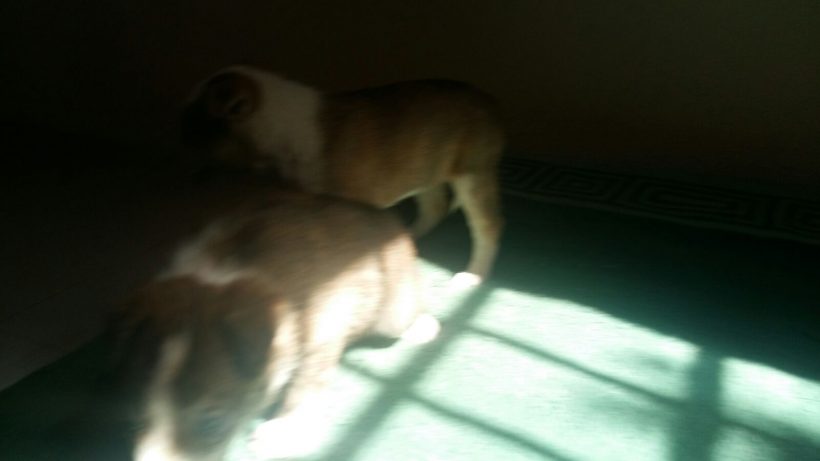 CACHORROS Y MAMI CACHORROS Y MAMI