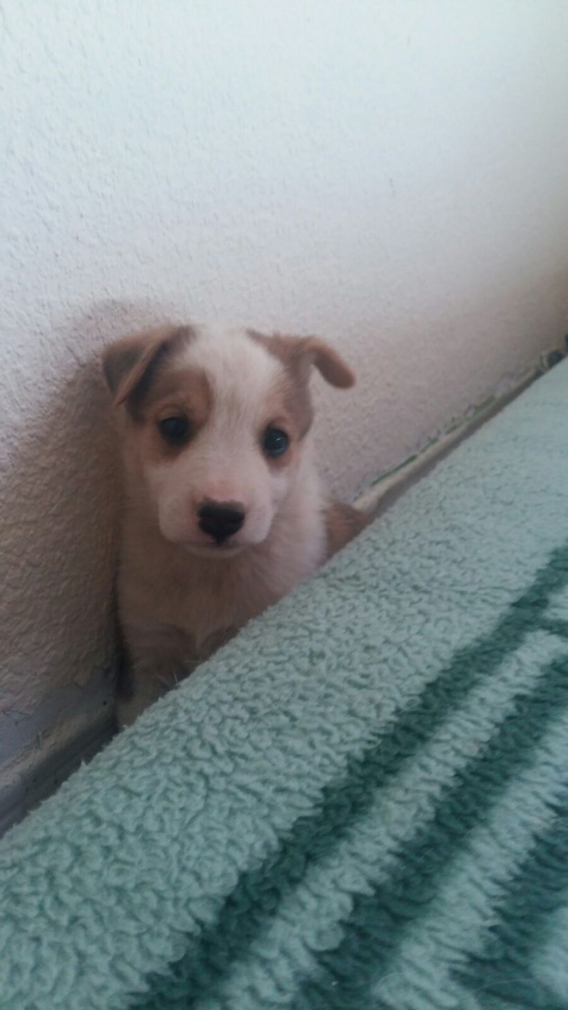 CACHORROS Y MAMI CACHORROS Y MAMI