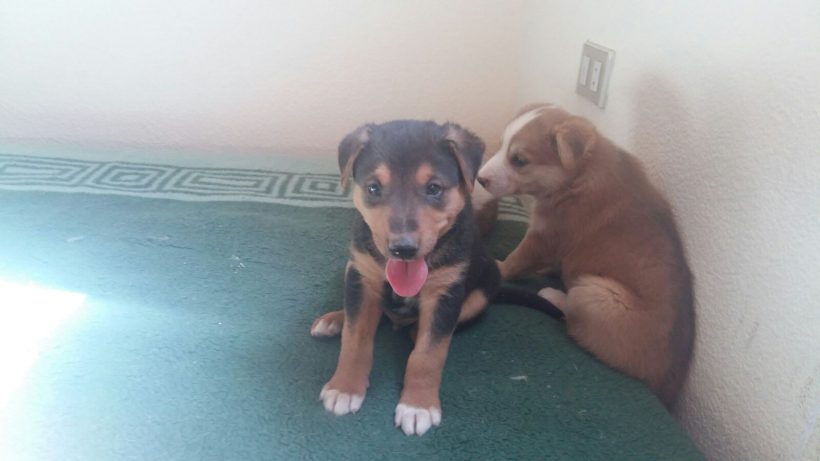 CACHORROS Y MAMI CACHORROS Y MAMI